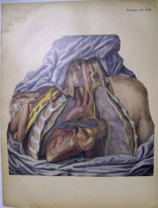 1880 Medical Sketch